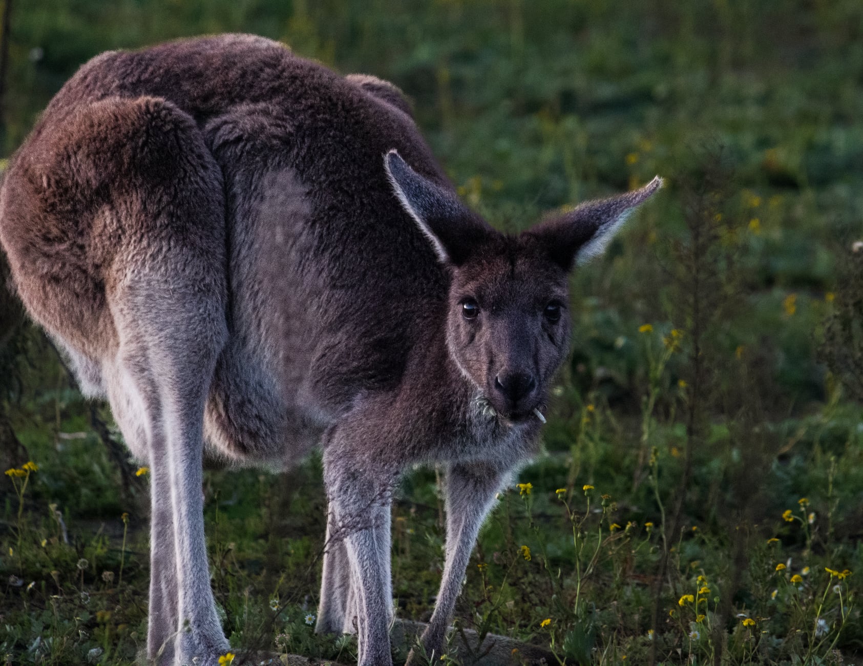 Australia 3