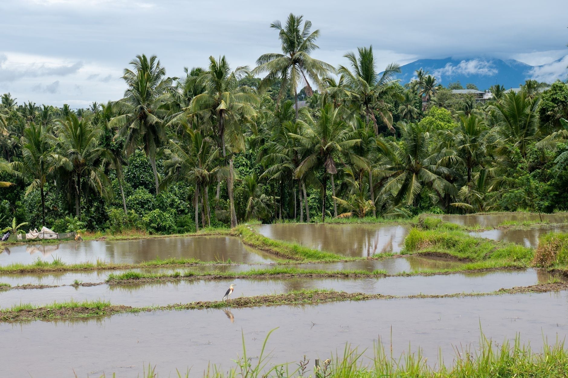 Indonezja (Bali) 1