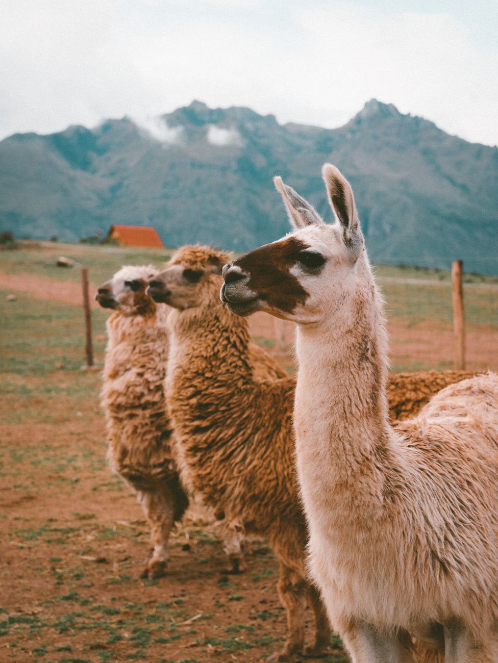 Peru 3
