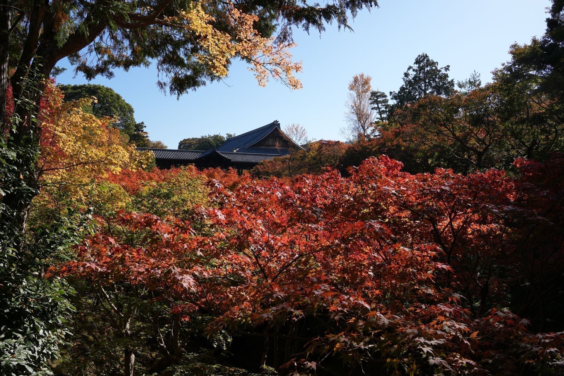 Japonia